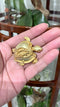 Schildpad Broche