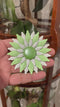 Flower Power Broche