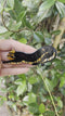 Vintage Panter Broche van Lea Stein